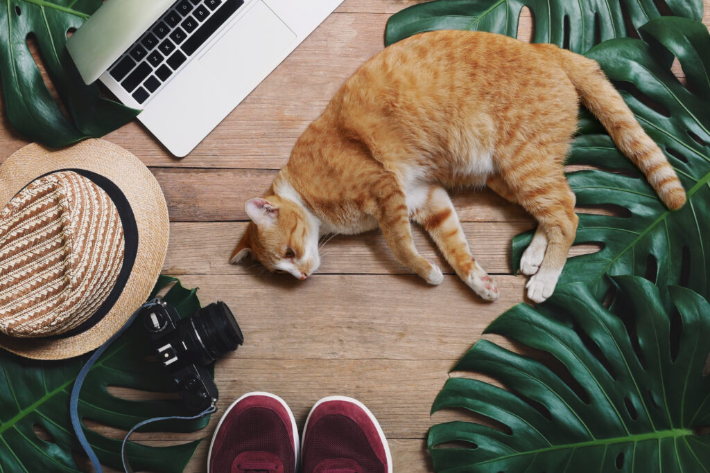 Work from home burnout, remote working and work life balance concepts with cat lying down in front of laptop computer on rustic wood background with tropical leaf Monstera, hat, camera and sport shoes